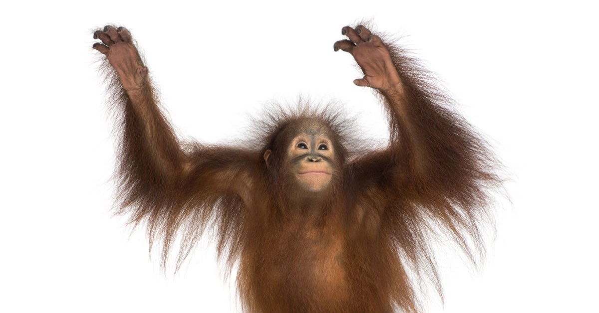 Monos que bailan (iStock)