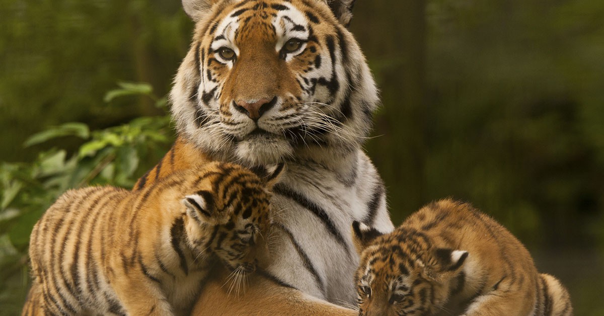 Selfies con tigres (iStock)