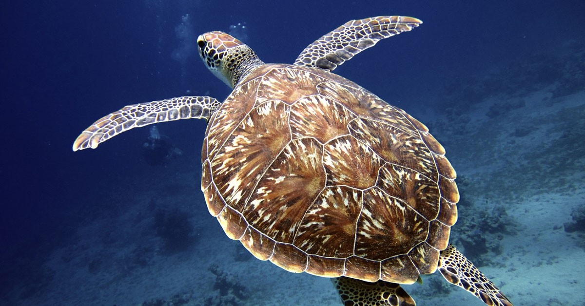 Soltar tortugas en el mar (iStock)