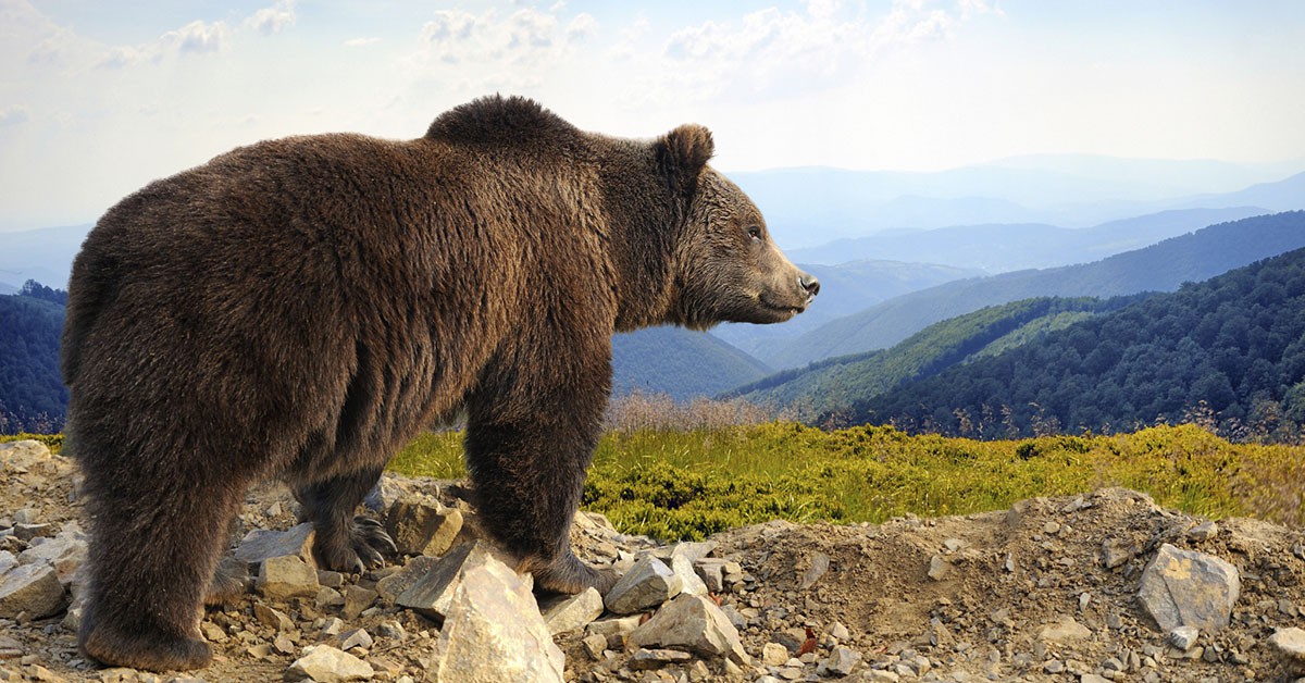 Parques temáticos con osos (iStock)