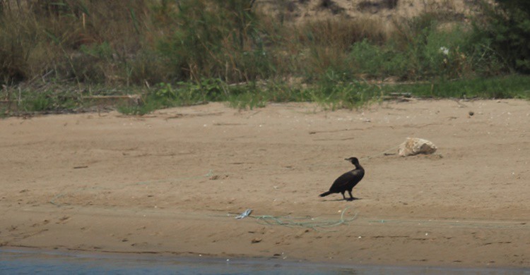 Fauna en la playa del Perellonet. Jegarciat (Flickr)