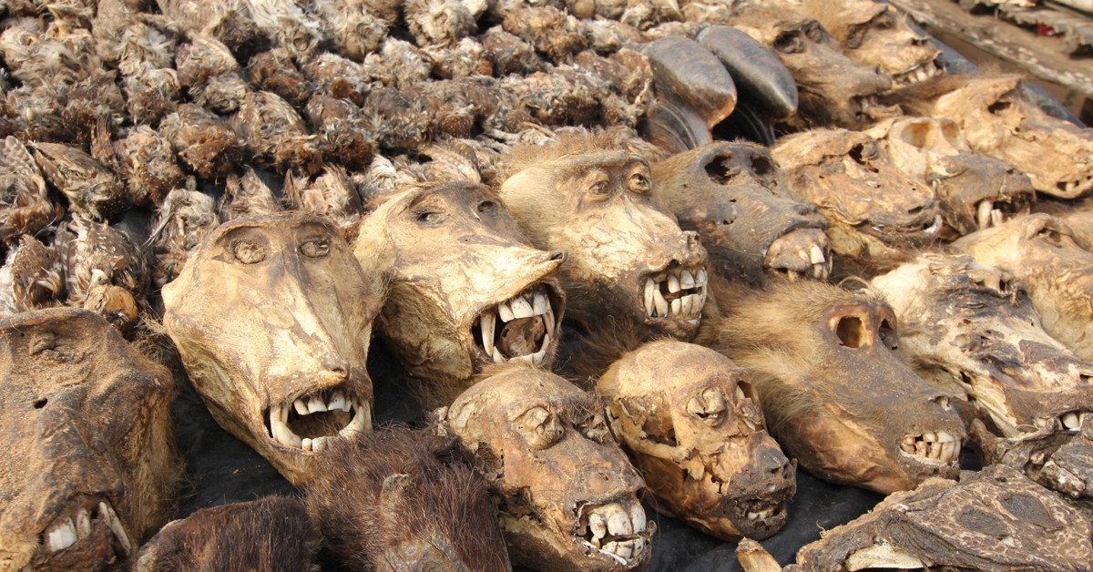 Cabezas de mono en el mercado de fetiches. Africanway (iStock)