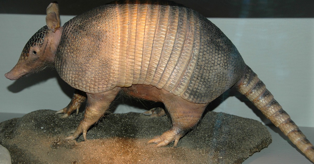 Dasypus novemcinctus. James St. John (Foter)