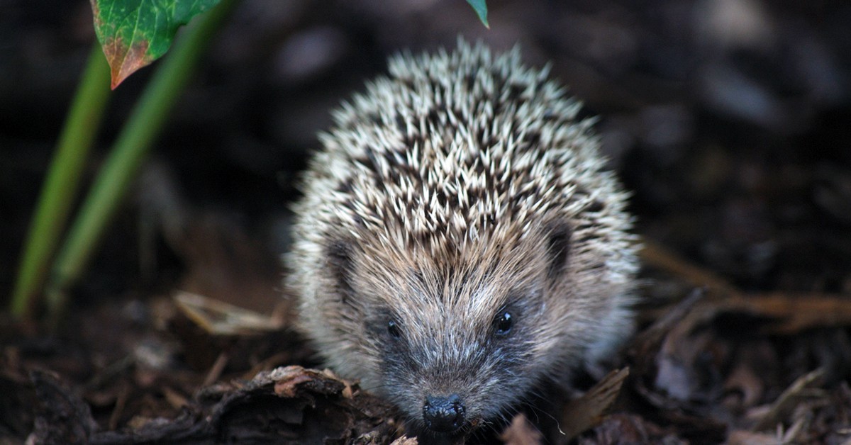 Erizo. 陈霆, Ting Chen, Wing (Foter)