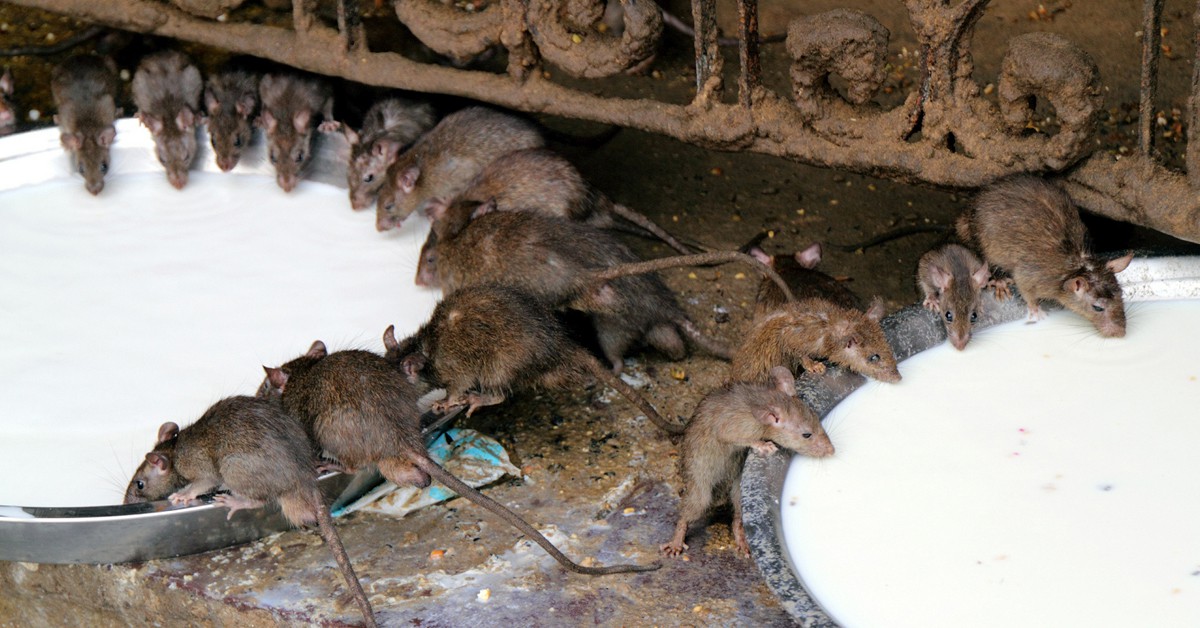 Templo Karni Mata. Fulvio's potos (Foter)