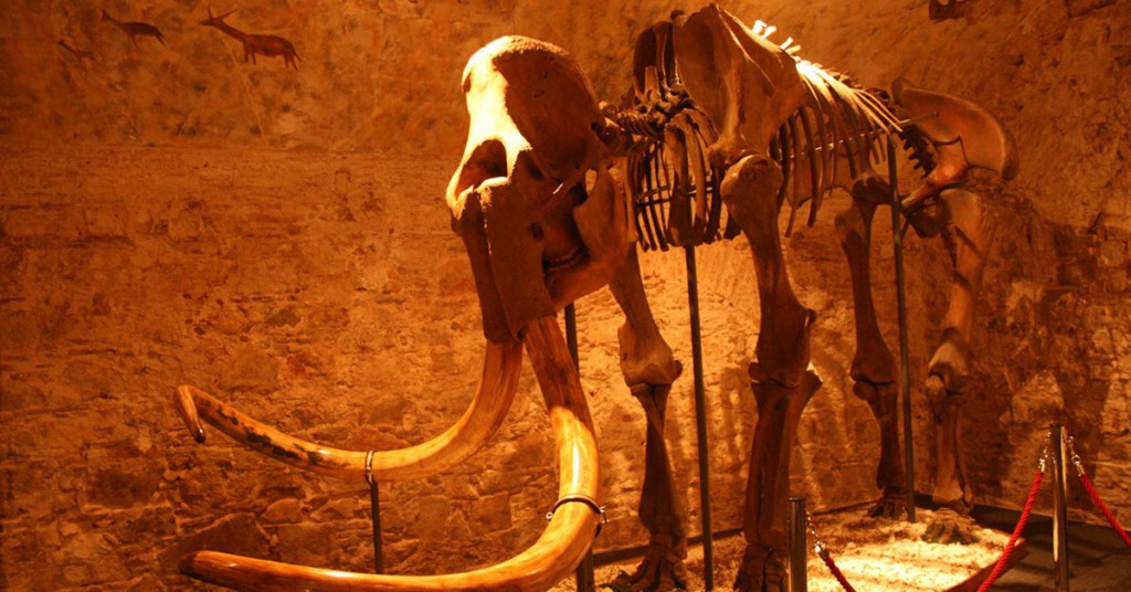 Un mamut en el museo. Museu del Mamut (Facebook)