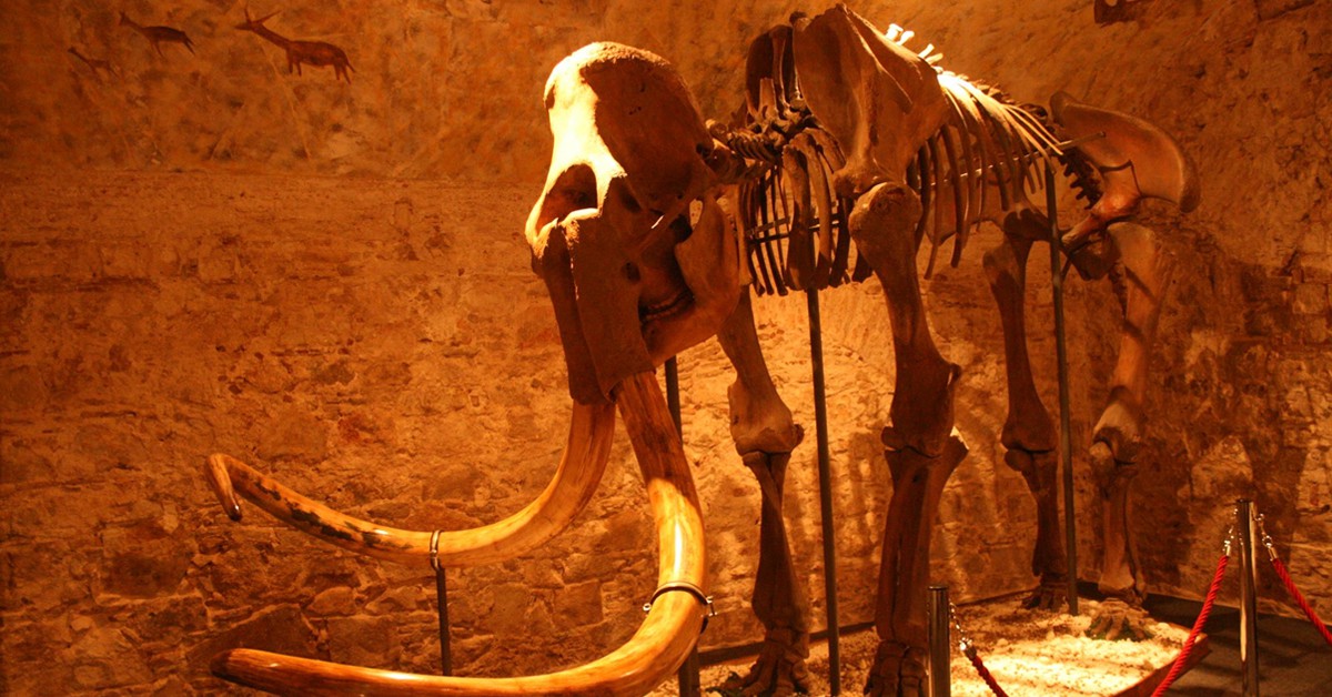 Un mamut en el museo. Museu del Mamut (Facebook) 