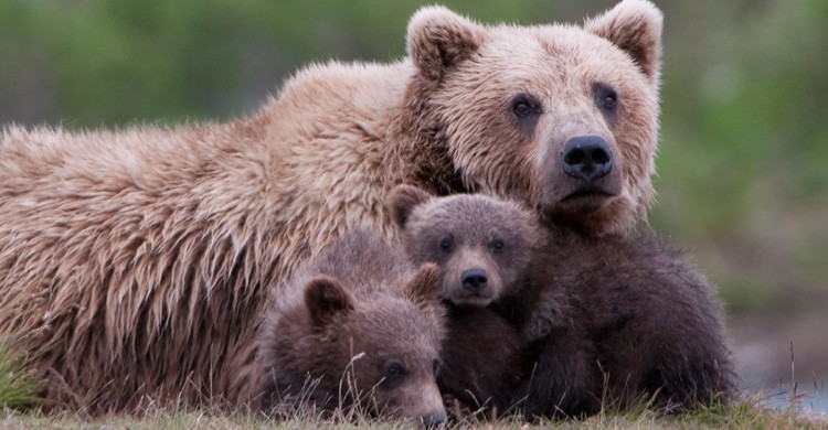 Oso Grizzly (Istock)