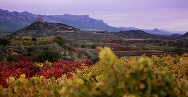 Paisaje único (Vivanco)