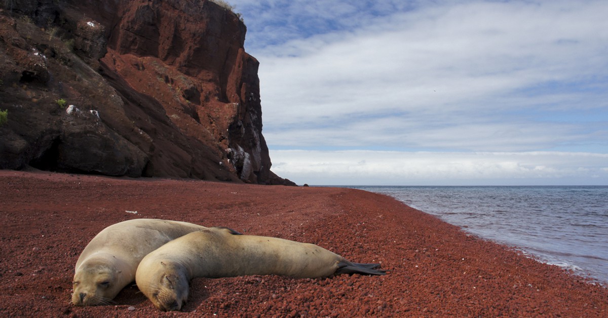Leones marinos en la playa de lava. Bkamprath (iStock)