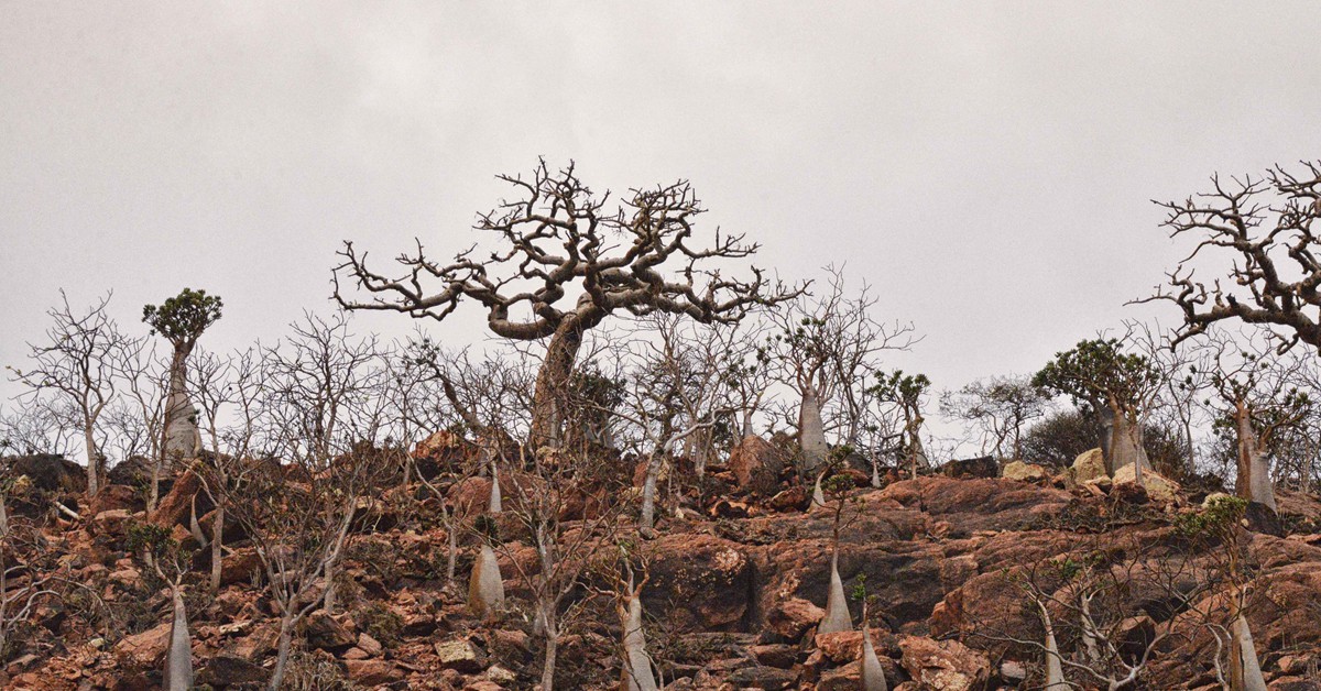 Árboles botella en Socotra. Rod Waddington (Foter)