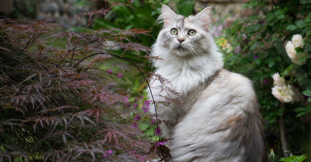 Sigue leyendo Los 11 animales más grandes del mundo