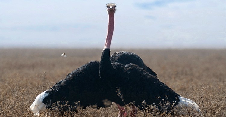 Aveztruz (Istock)