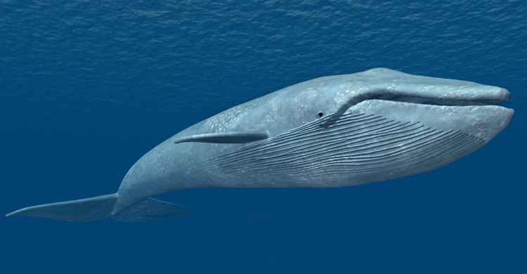 Ballena azul (Istock)