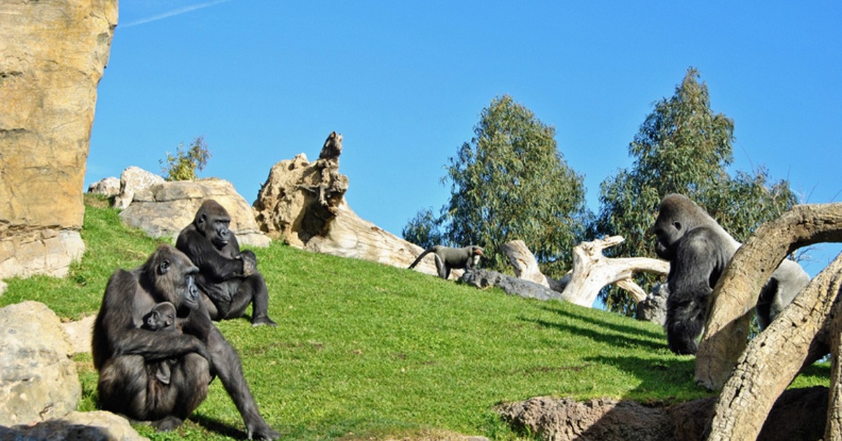 BioParc (www.bioparcvalencia.es)