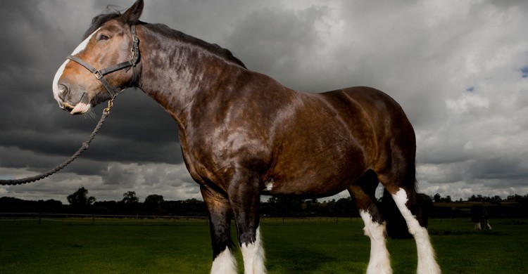 caballo Percherón (Istock)
