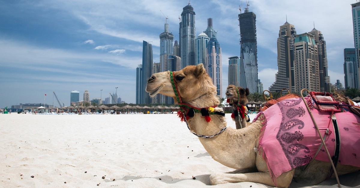 camellos en Dubai (Istock)