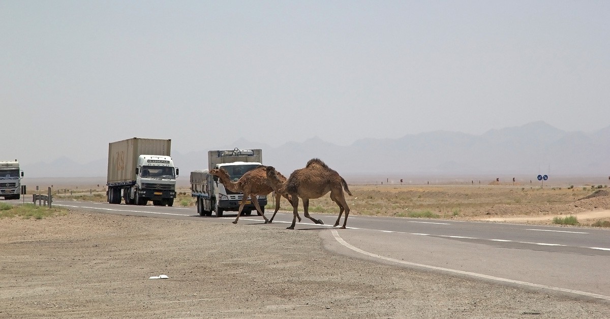 camellos cruzando la carretera en Irán (Istock)