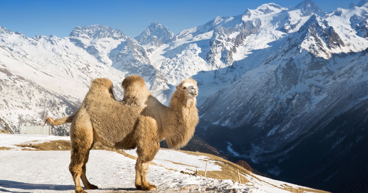 camellos rusos en Astracán (Istock)