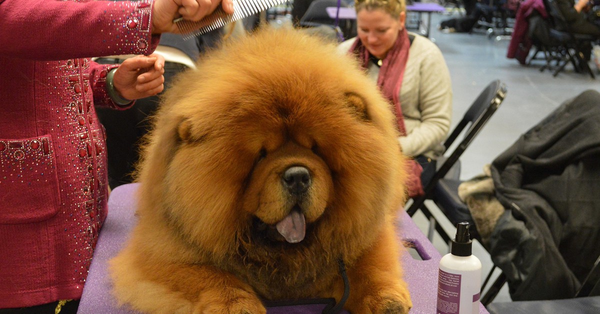 Chow Chow. Petful.com (Foter)
