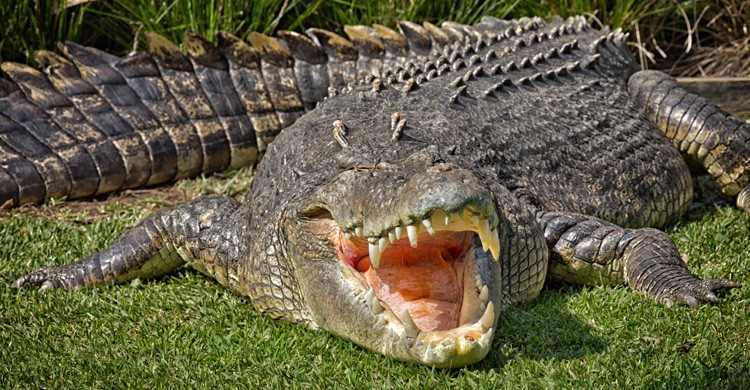 Cocodrilo (Istock)
