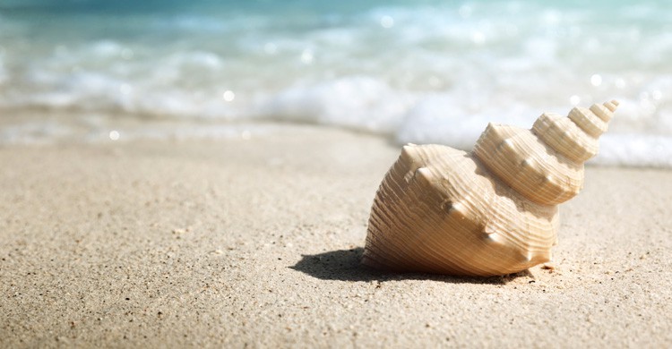 Concha del molusco (Istock)