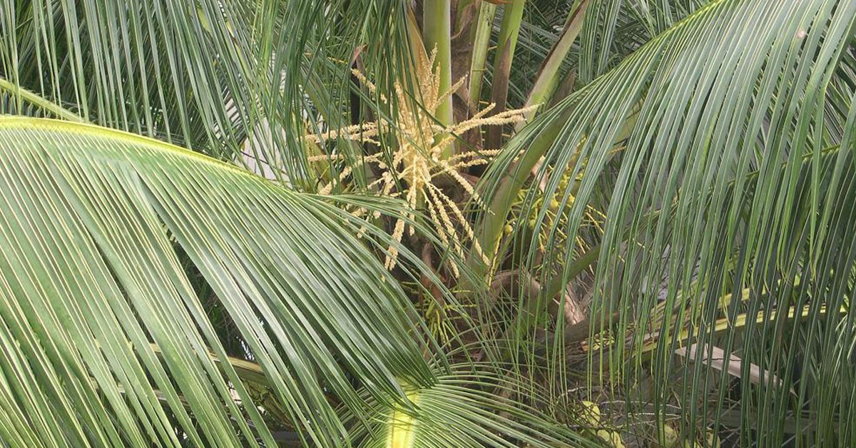 Sin fe de nada sirven las hierbas medicinales (Flickr)