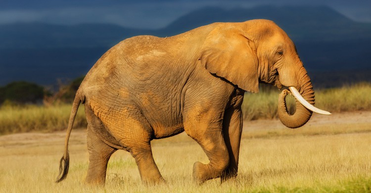 Elefante africano (Istock)