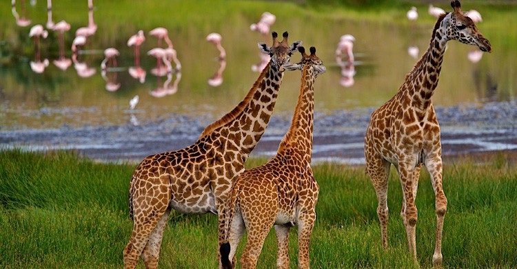 Jirafa (Istock)