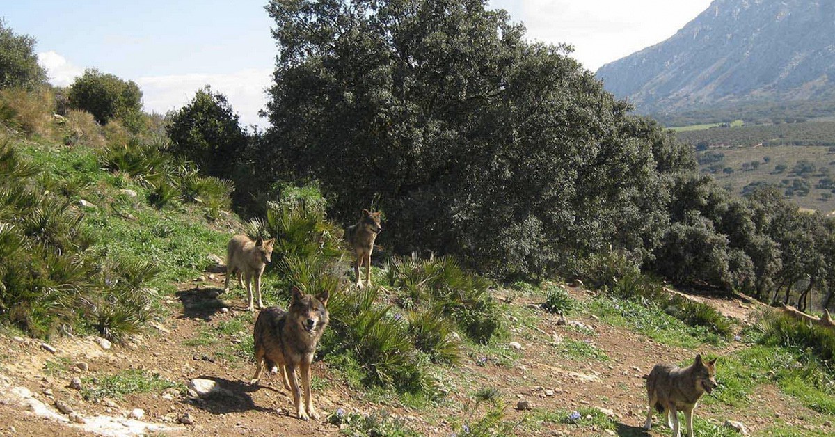 Lobo Park (www.lobopark.com)