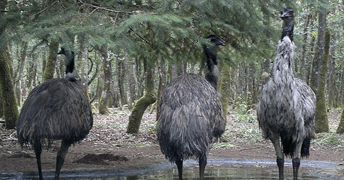 Marcelle Natureza (www.marcellenatureza.com)