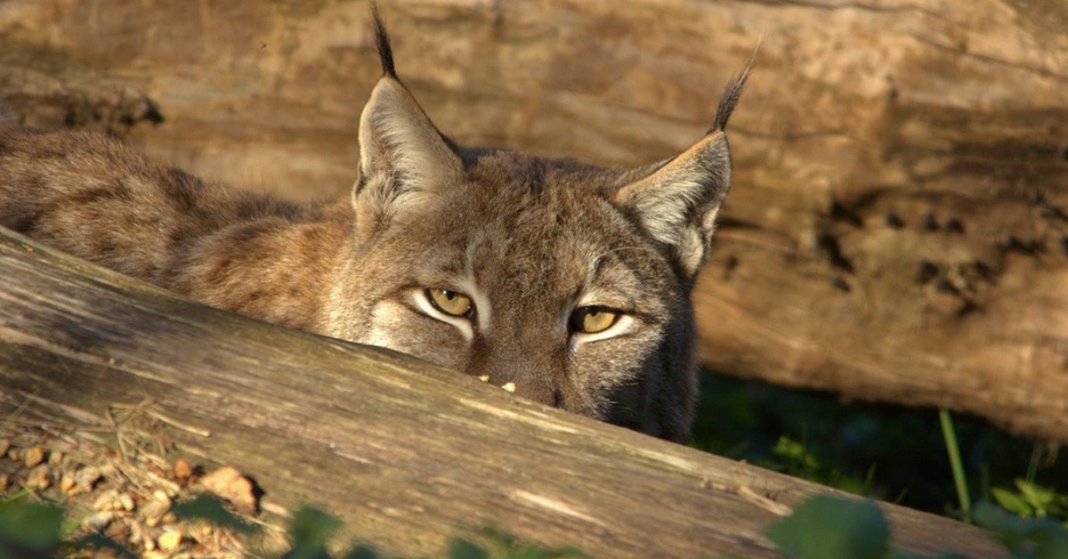 Mollo Parc (www.molloparc.com)