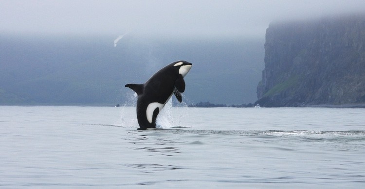 Orca (Istock)