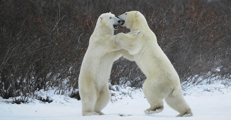 Oso Polar (Istock)