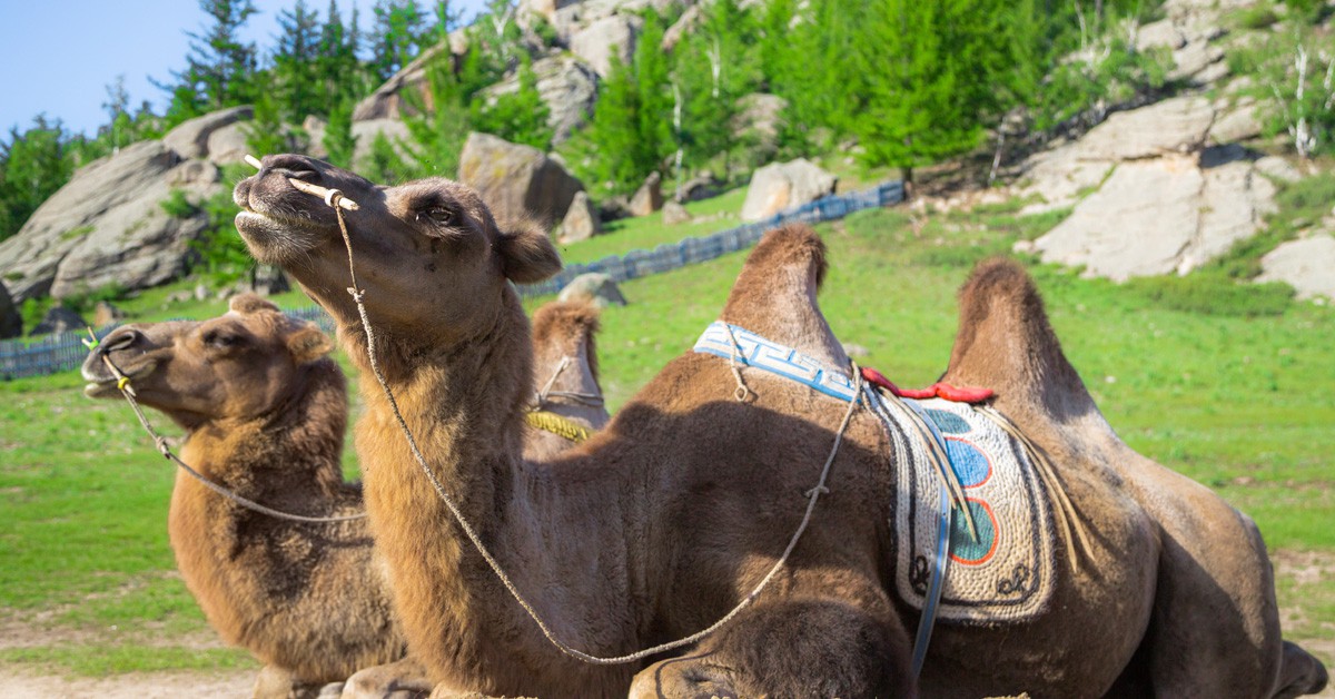 ruta en camello por Mongolia (Istock)