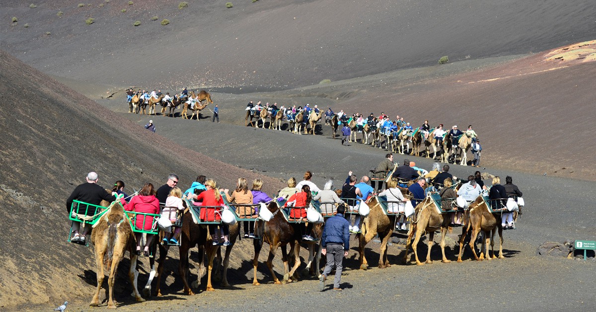 Camellos en Tenerife (Istock)