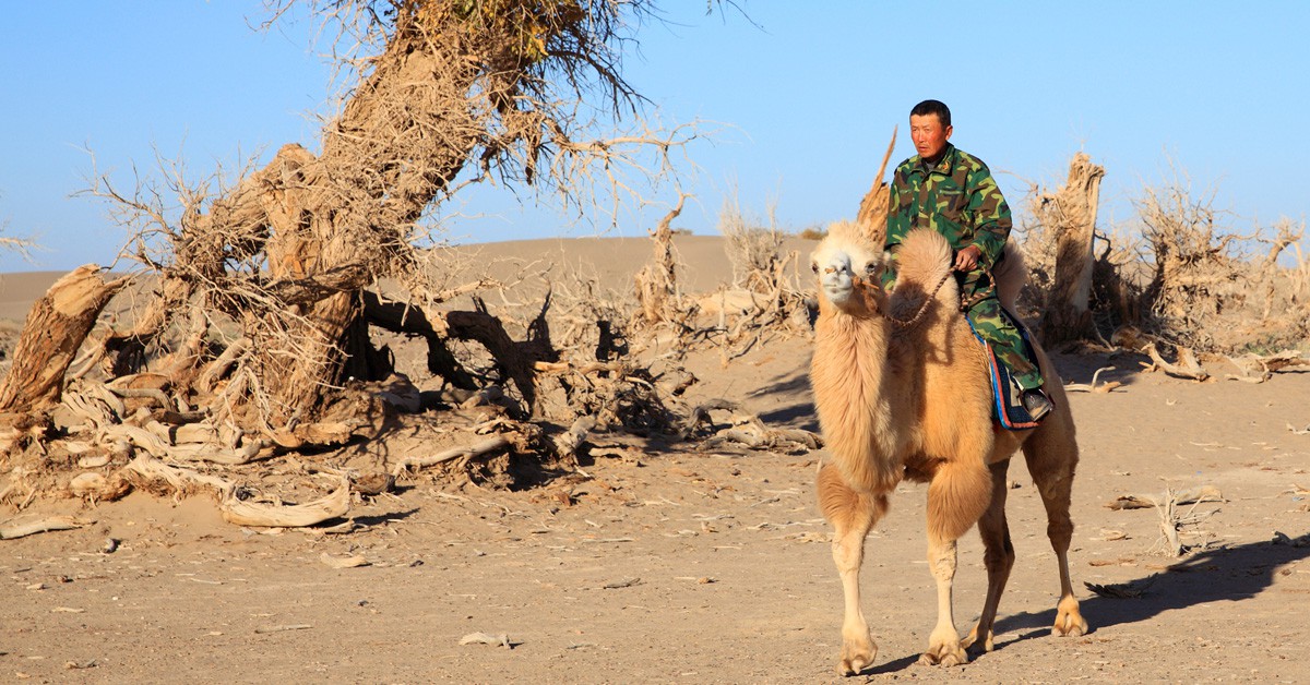 ruta en camello / China (Istock)