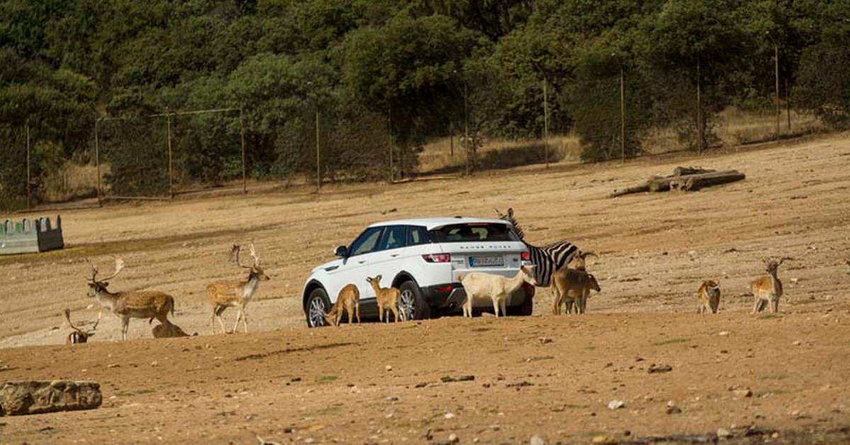 Safari Madrid (Safarimadrid.com)