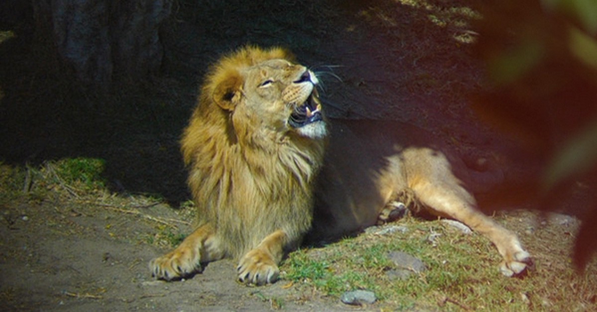 Selwo Aventura (http://selwo.es)