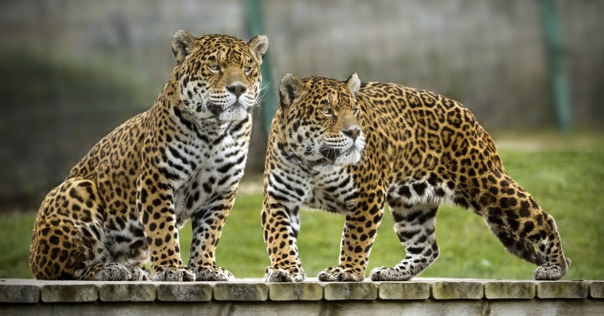 Senda Viva (www.sendaviva.com)