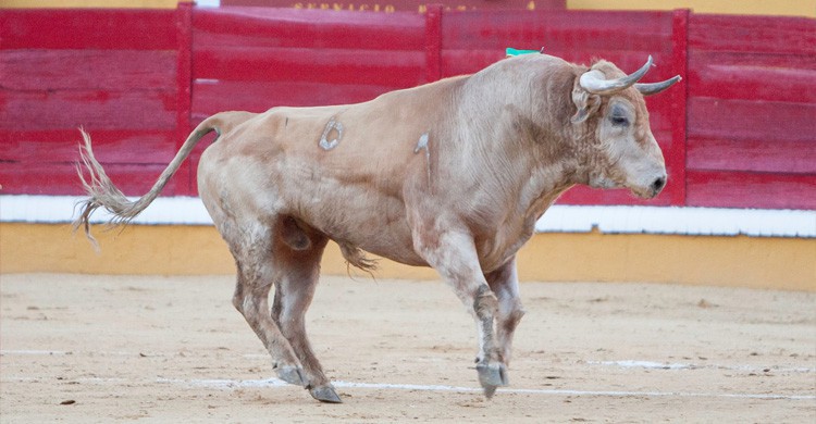 corrida de toros (Istock)