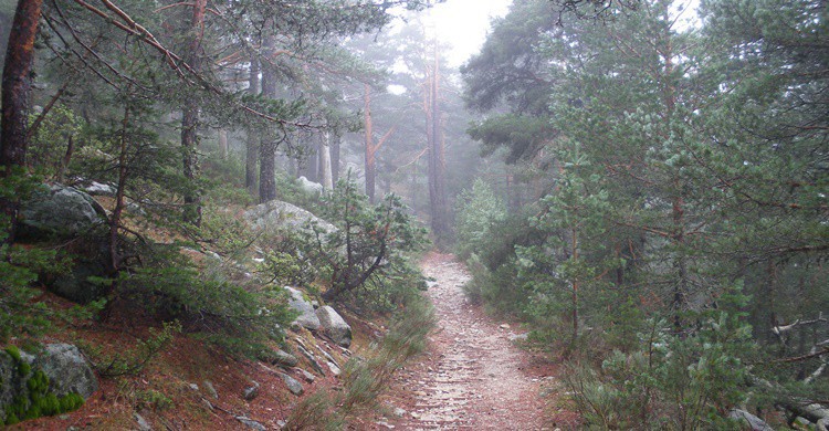 Parte del camino Schmidt. Luiyo (Flickr)