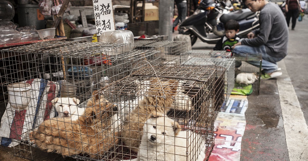 Te servirán perro (iStock)