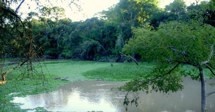 Río en el parque de Formosa. Matías Carpinetto (http://www.parquesnacionales.gob.ar/)