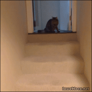 Gato borracho (Giphy)