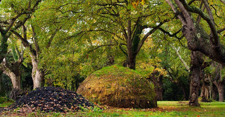 Todo verde. Jardín Botánico Atlántico de Gijón (Facebook)