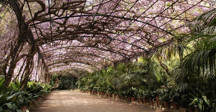 Paseo. Jardín Botánico - Histórico La Concepción (Facebook)