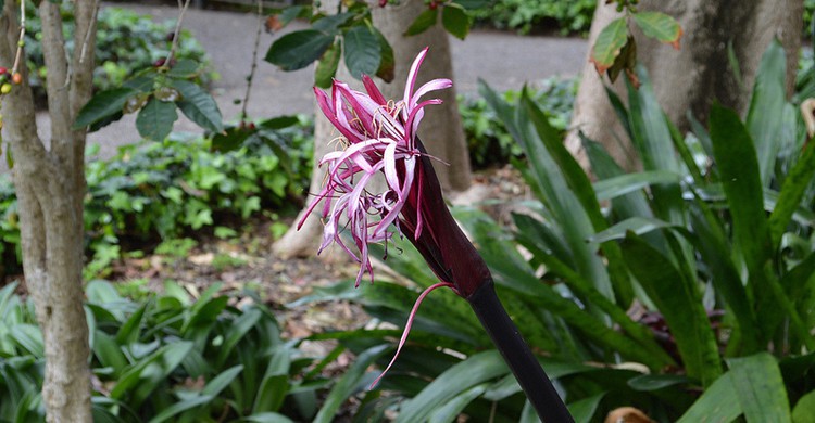 Detalle del jardín botánico. Leptit monde (Foter)