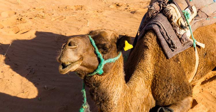 Si piensas hacer una excursión por el desierto, extrema la precaución (iStock)