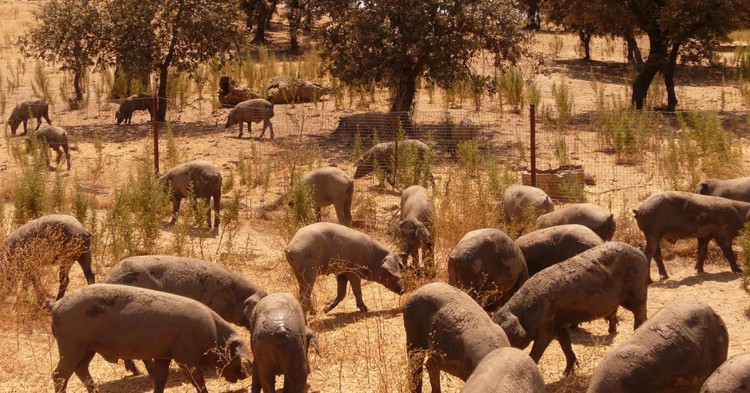 Una piara de cerdos en Extremadura (Flickr)